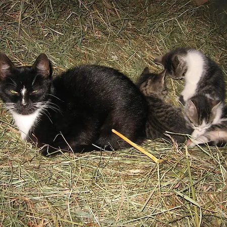 Appartement Bergbauernhof Untermoos Taxenbach