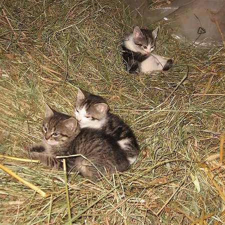 Appartement Bergbauernhof Untermoos