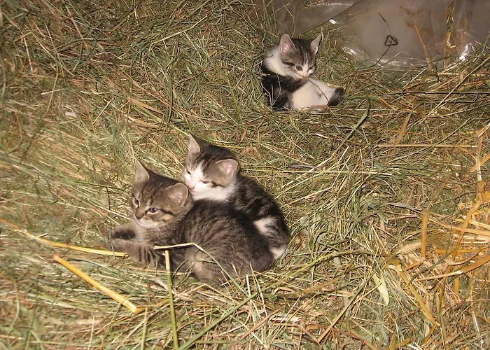 公寓 伯格霍夫乌特姆斯公寓